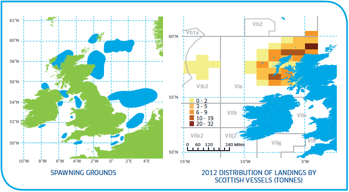 Spawning grounds and distribution of Whiting Stocks West of Scotland