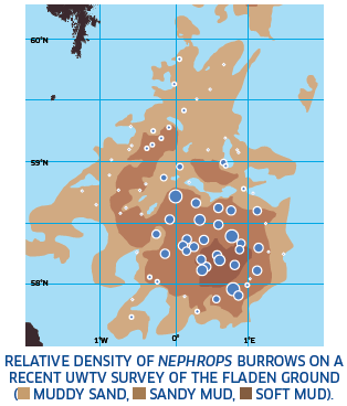 RELATIVE DENSITY OF NEPHROPS BURROWS ON A RECENT UWTV SURVEY OF THE FLADEN GROUND