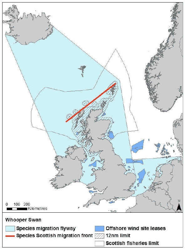 Figure 5: Migration flyaway of whooper swan passing Scottish waters