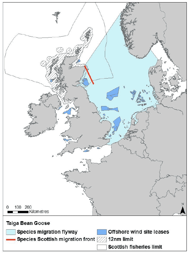 Figure 6: Migration flyaway of Taiga bean goose passing Scottish waters