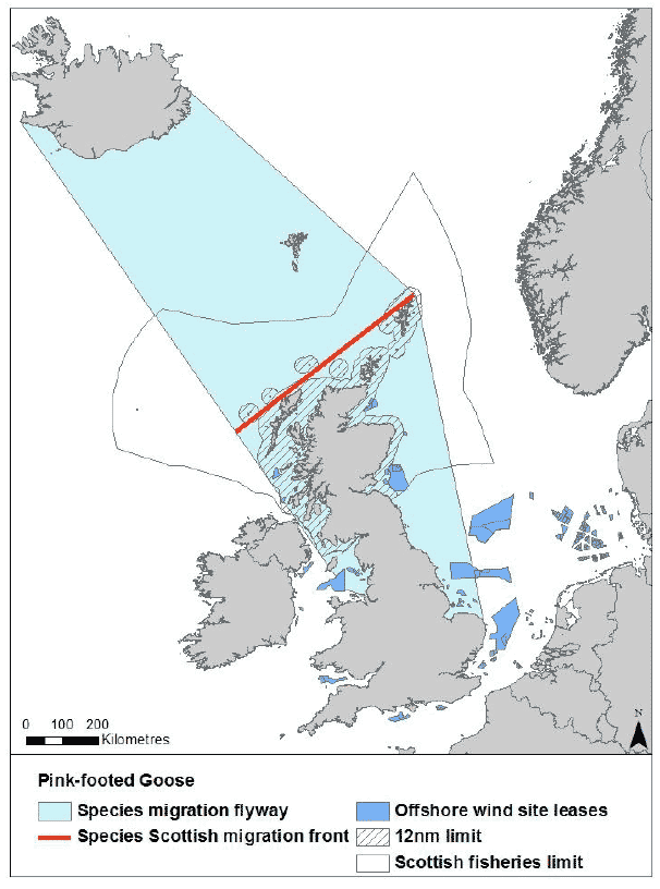 Figure 7: Migration flyaway of pink-flooted goose passing Scottish waters