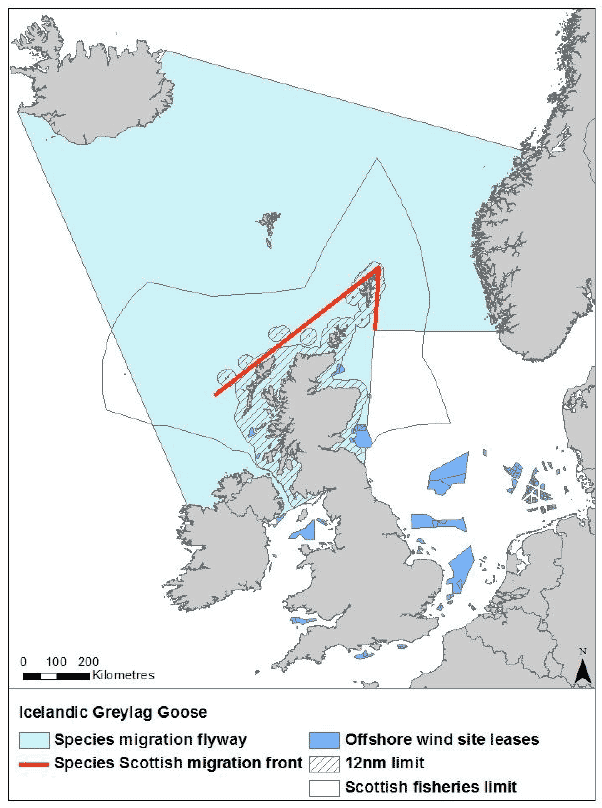 Figure 9: Migration flyaway of Icelandic greylag goose passing Scottish waters