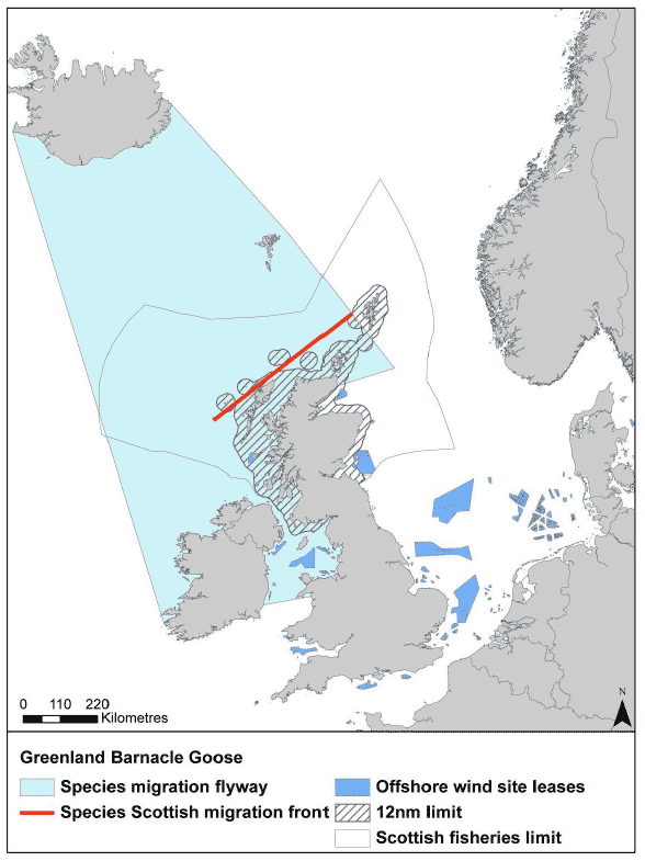 Figure 10: Migration flyway of Greenland barnacle goose passing Scottish waters