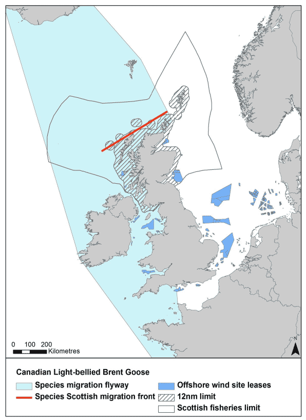 Figure 12: Migration flyway of Canadian light-bellies brent goose passing Scottish waters