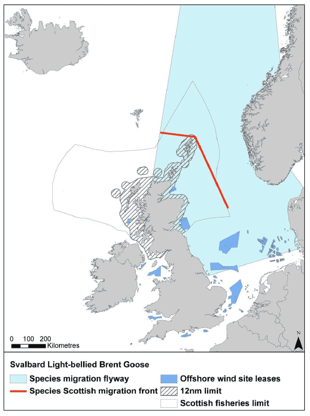 Figure 13: Migrationflyway of Svalbard light-bellied brent goose passing Scottish waters