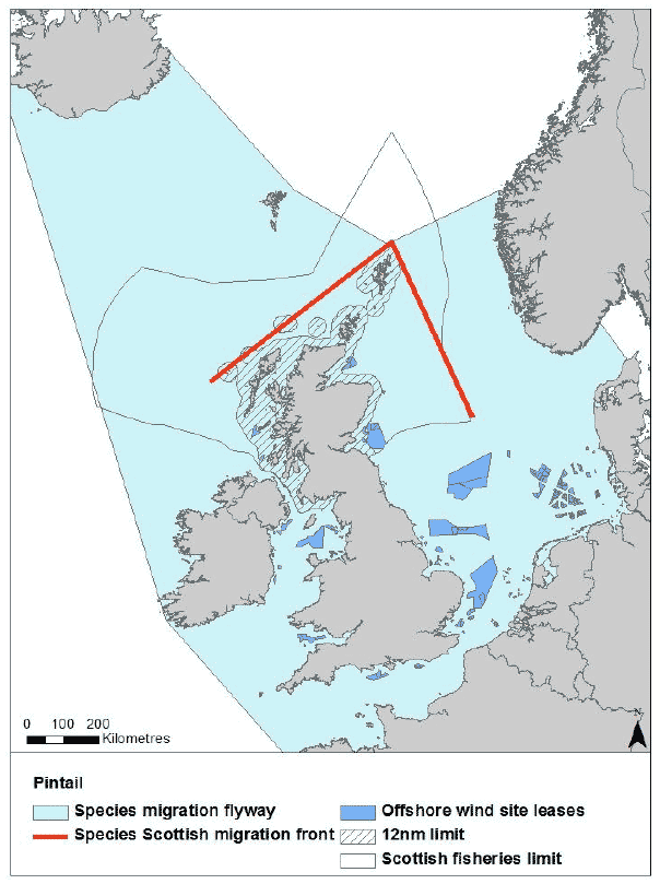 Figure 16: Migration flyway of pintail passing Scottish waters