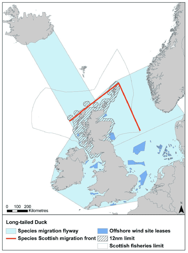Figure 20: Migration flyway of long-tailed duck passing Scottish waters