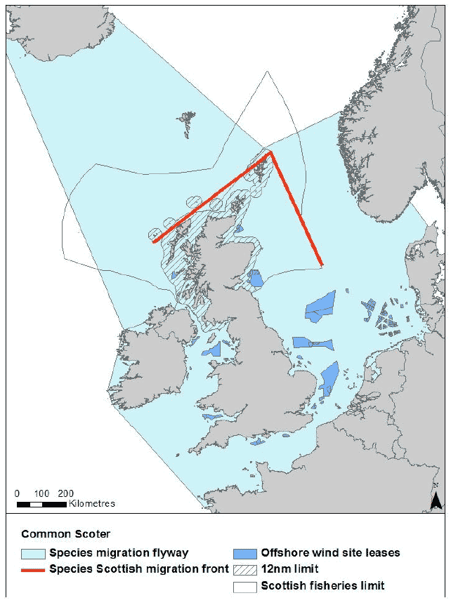 Figure 21: Migration flyway of common scoter passing Scottish waters