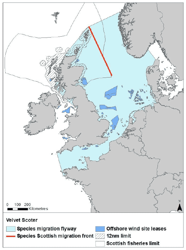 Figure 22: Migration flyway of velvet scoter passing Scottish waters