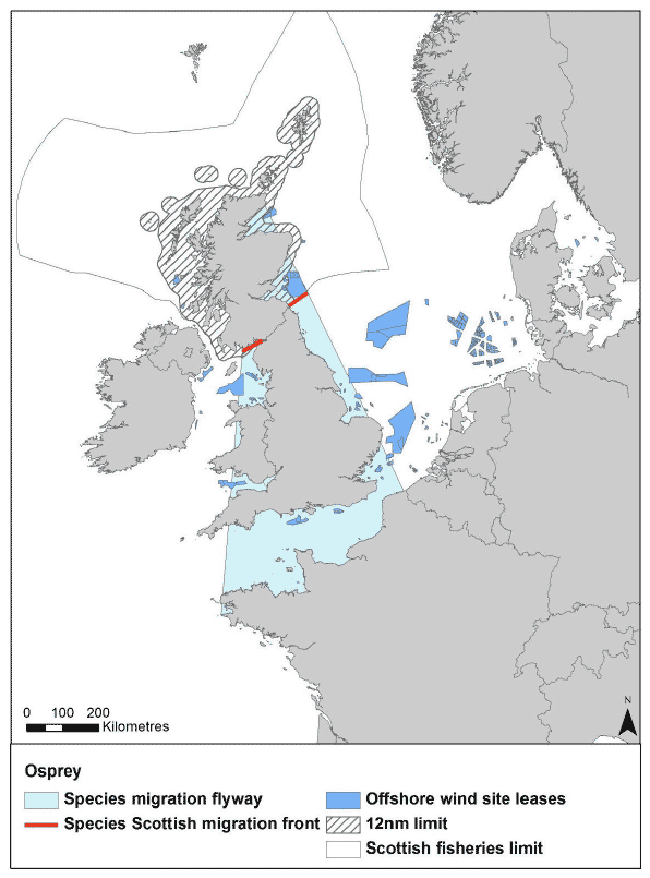 Figure 24: Migration flyway of osprey passing Scottish waters