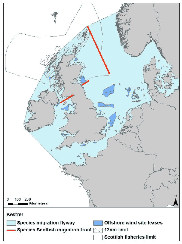 Figure 25: Migration flyway of kestrel passing Scottish waters