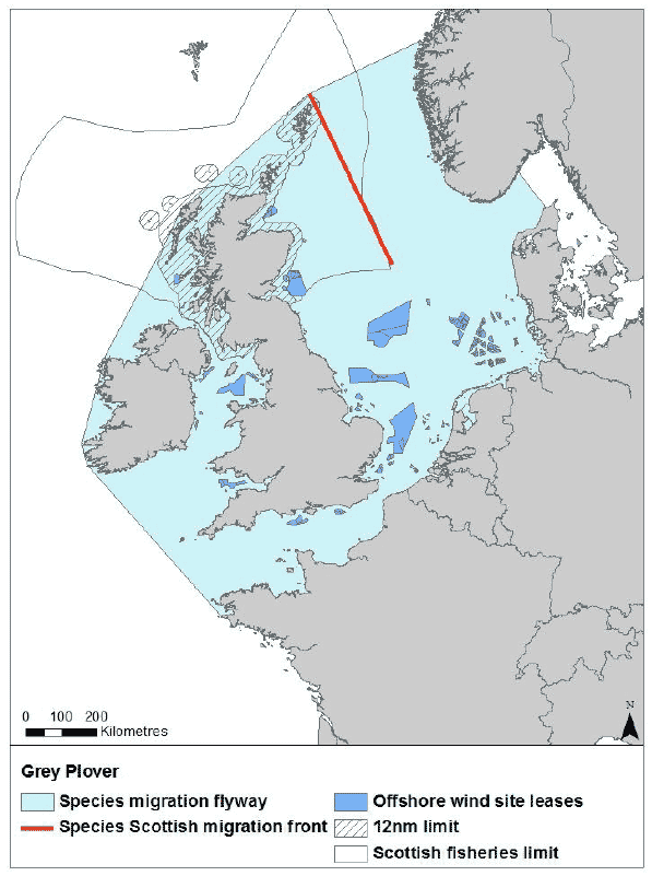 Figure 30: Migration flyway of grey plover passing Scottish waters