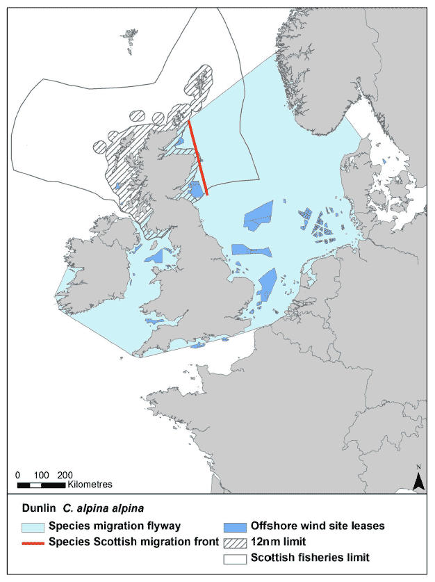 Figure 32: Migration flyway of Calidris aplina alpine passing Scottish waters