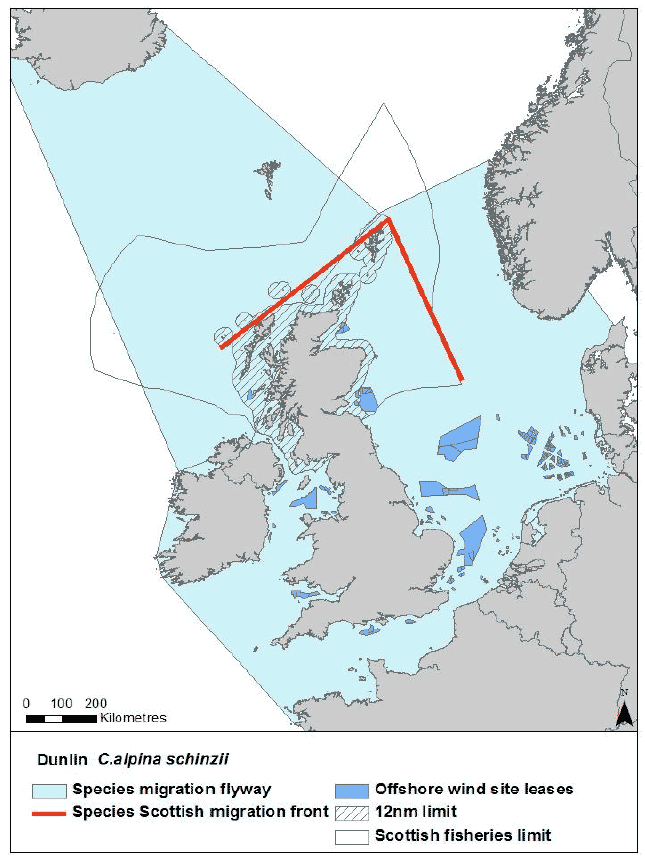 Migration flyway of Calidris aplina schinzii passing Scottish waters