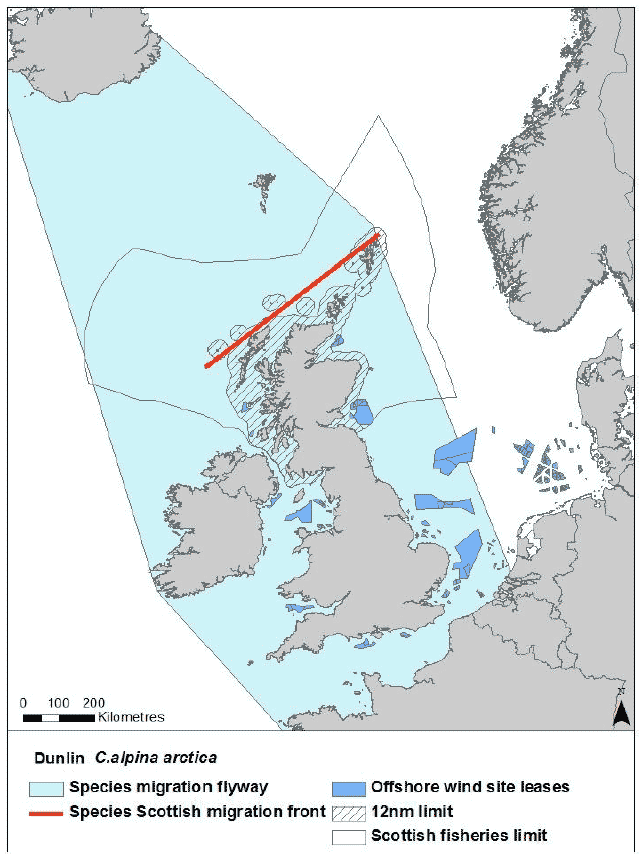 Figure 34: Migration flyway of Calidris aplina arctica passing Scottish waters