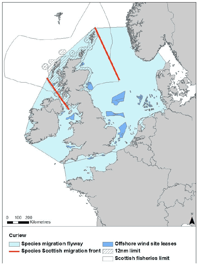 Figure 41: Migration flyway of curlew passing Scottish waters