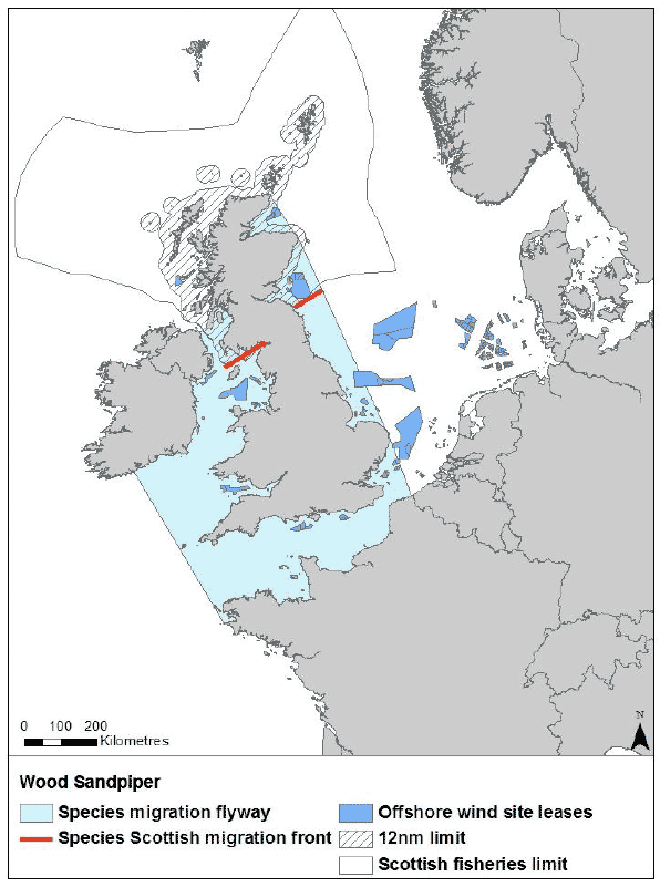 Figure 43: Migration flyway of wood sandpiper passing Scottish waters