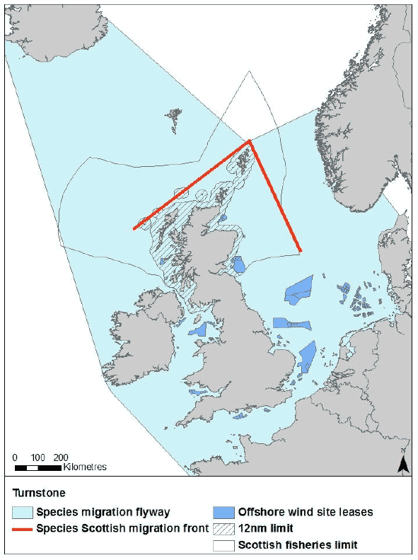 Figure 46: migration flyway of turnstone passing Scottish waters
