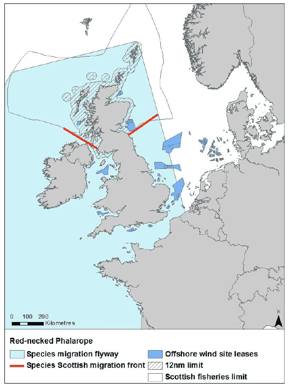 Figure 47: Migration flyway of red-necked phalarope passing Scottish waters