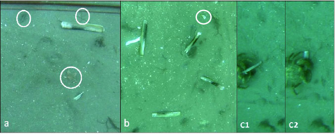Figure 15: Observations from the boat trials. (a) Three non-target species with an emerged razor clam. The top left circled animal is a shrimp, the top right an ophiuroid and the centre is a starfish A. rubens. (b) Razor clams in different stages of recovery within a single quadrat from almost completely buried in the top right (circled) to one which has kicked its foot out of its shell and is unlikely to recover. (c) A crab eating an emerged razor clam.
