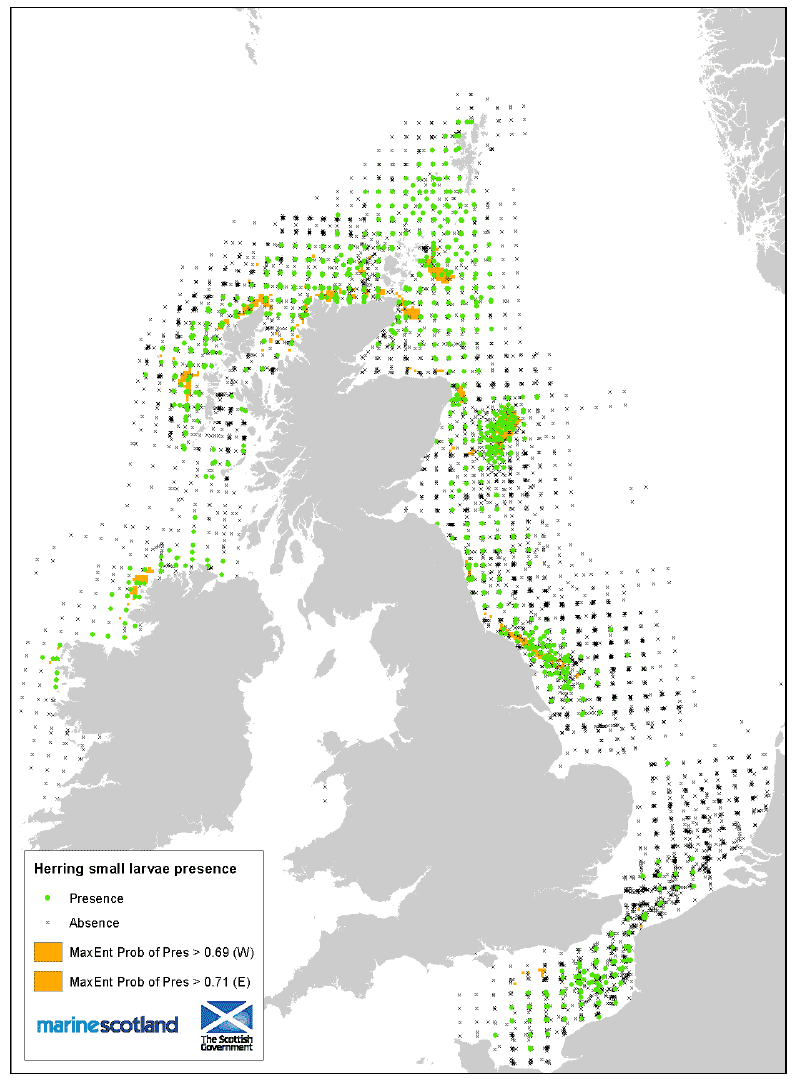 Figure 40: Small larvae aggregation area (MAXENT) and Presence/Absence source data