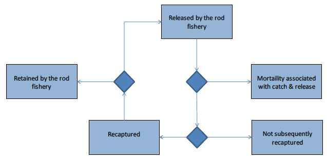 Figure 1. Fate of fish released by the rod fishery