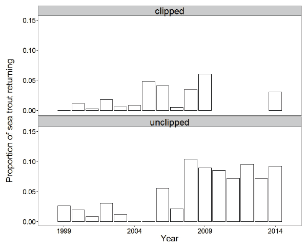Figure 14: The proportion of marked sea trout of different origins returning to the River Shieldaig in relation to fish farm production cycles.  Data for clipped fish span 1999-2009, unclipped 1999-2013.