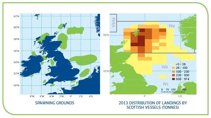 Spawning Grounds and 2013 Distribution of Landings by Scottish Vessels (Tonnes)