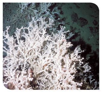 Deepwater Corals
