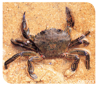 velvet crab
