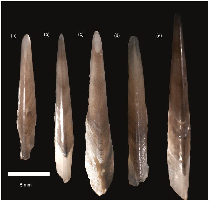 Figure 7: First dorsal spines of S. acanthias. Collected from samples landed by (a) Astra III, 63 cm long fish, this spine shows the clear pigmentation banding reported to be useful for age determination, estimated age was 7 (b) Astra III, 72 cm long fish, this spine shows only faint and diffuse pigment banding (c) Astra III, 75 cm long fish, this spine shows bands in lower portion of spine but upper two-thirds do not contain clear patterns (d) Cheerful, 75 cm long fish, this spine shows apparent double-banding, especially towards the base in the portion beneath the skin surface (e) Astra III, 80 cm long fish, this spine shows heavy ridges at the base in the below skin portion but little patterning in the exposed portion.