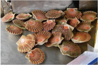 Figure 2: Tagged scallops of three different types used in Orkney during 2013-2014. Glued disk tags