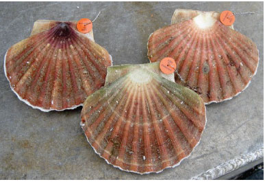 Figure 2: Tagged scallops of three different types used in Orkney during 2013-2014. Wired disk tags