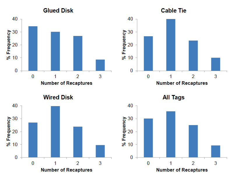 Figure 6: Recapture frequencies for tagged scallops at Wyre.