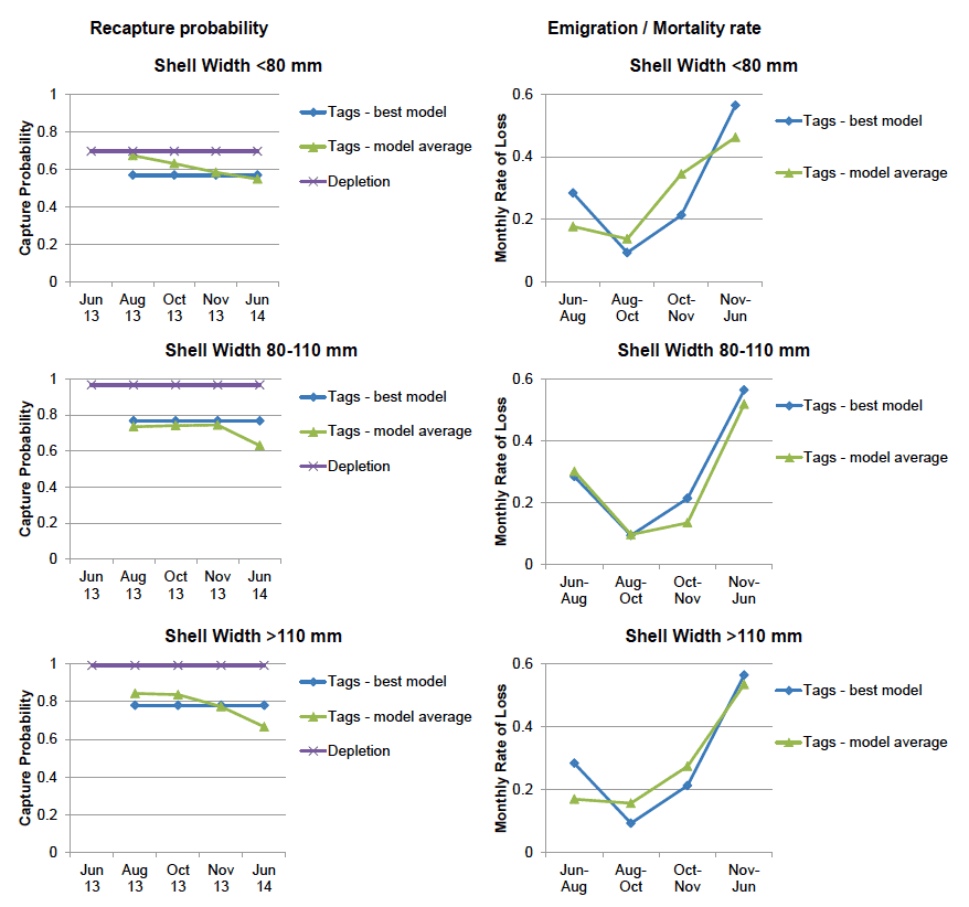 Figure 7: Recapture probabilities and loss rates of scallops at the Wyre depletion fishing site.