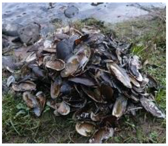 Pearl mussel shells