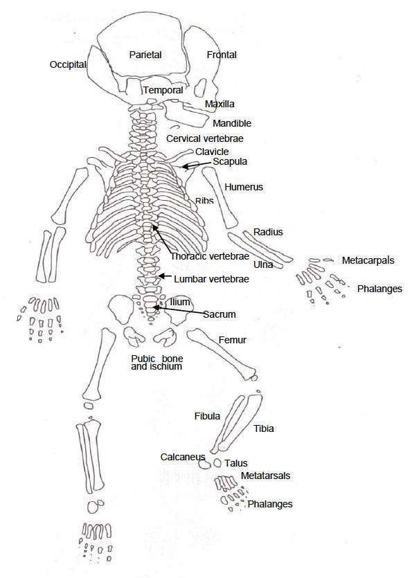 Diagram of the Neonatal Skeleton