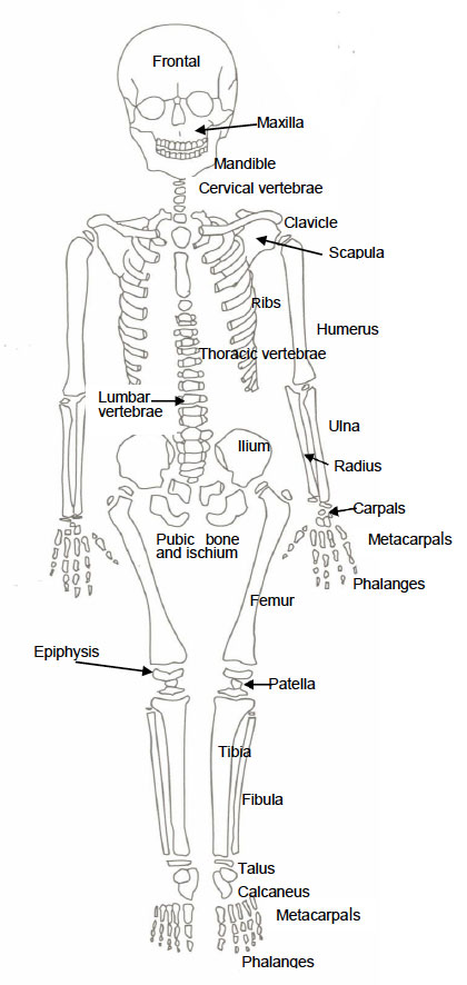 Diagram of Juvenile Skeleton