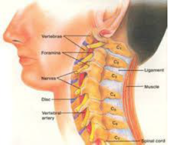 position of vertebra