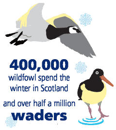 400,000 wildfowl spend the winter in Scotland and over half a million waders