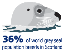 36% of world grey seal population breeds in Scotland