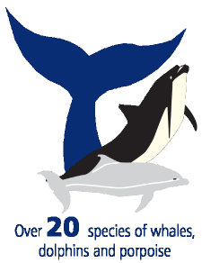 There are over 20 species of whales, dolphins, and porpoise found in Scotland's seas