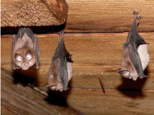 Bat roost