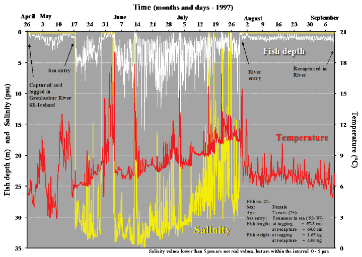 Fig. 4. Migratory pattern of sea trout during sea (feeding) migration and river migration. The depth distribution of the fish and corresponding ambient temperature and salinity in relation to time are shown.
