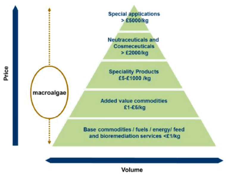 Seaweed sector value added with processing level.