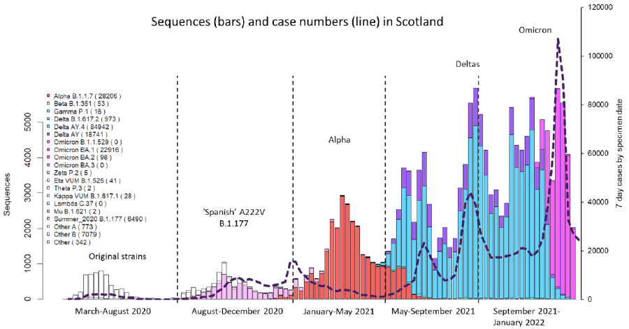 The graph shows the 7 day average daily cases gradually increasing with peaks seen in April 2020, October 2020, January 2021, July 2021, September 2021 and January 2022. The number of sequences is shown and colour coded for each variant. The total number of sequences has also increased throughout the pandemic, roughly echoing the peaks in cases. The sequences show the original strains being overtaken by the ‘Spanish’ A22V B.1.177 followed by Alpha, then the Deltas then Omicron.