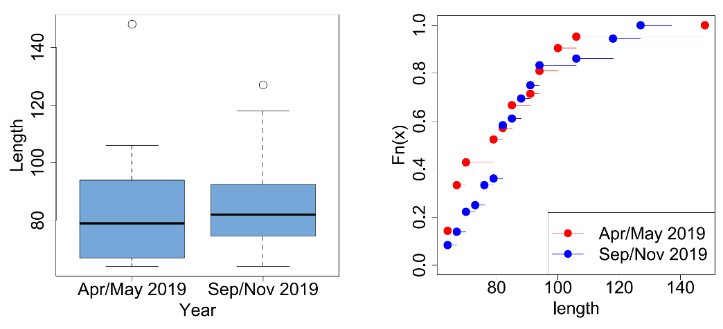 Boxplots for the estimated Salmon lengths from the stomach contents of R. Tweed Goosander samples from Apr-May and Sep-Nov 2019 (left), and plots of empirical Cumulative Distribution Functions (ecdf) for the same data (right). Further sample details in Figure 35, note on boxplot presentation in Methods.