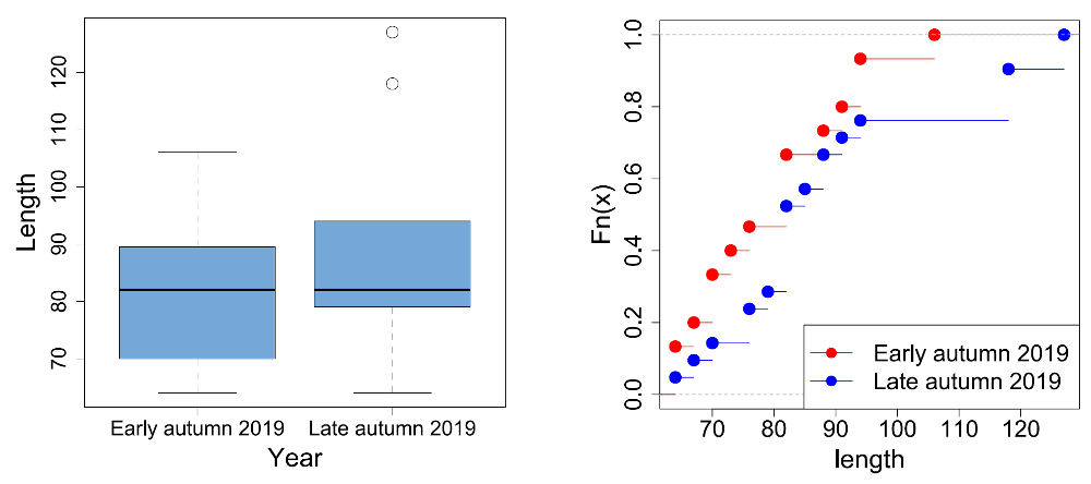 Boxplots for the estimated Salmon lengths from the stomach contents of River Tweed Goosander samples in early and late autumn (left), and plots of empirical Cumulative Distribution Functions (ecdf) for the same data (right). Further sample details in Figure 37, note on boxplot presentation in Methods.