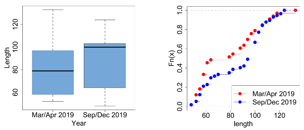 Boxplots for the estimated Salmon lengths from the stomach contents of River Spey Goosander samples in March-Apr and Sep-Dec 2019 (left), and plots of empirical Cumulative Distribution Functions (ecdf) for the same data (right). Further sample details in Figure 39, note on boxplot presentation in Methods.