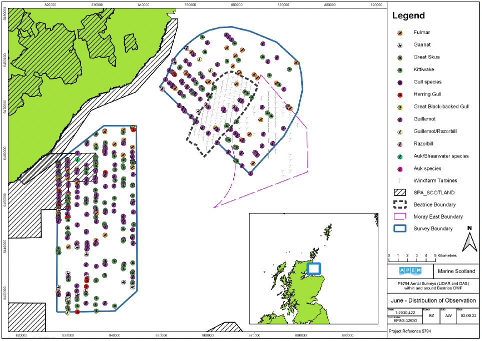 A map showing the two survey areas, Moray East, Beatrice, and SPAs overlaid with species observations. There is overlap between the northwest of the western survey area and the SPA. The species observations are slightly denser in the areas closer to shore.